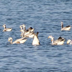 Bar-headed Goose