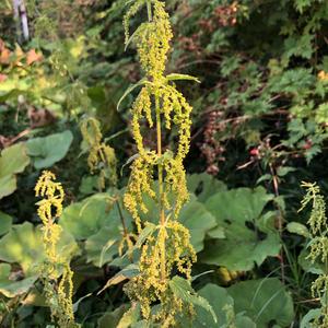 LargeStinging Nettle