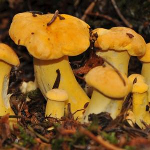 Chanterelle, Common