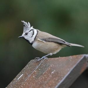 Crested Tit