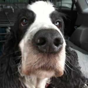 Spaniel (English Cocker)