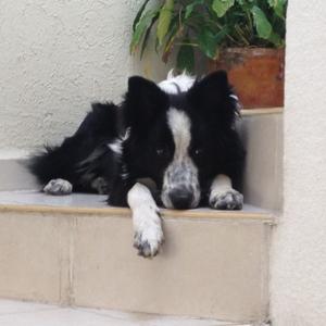 Border Collie