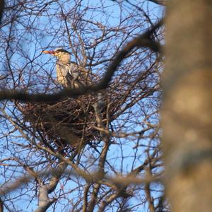 Grey Heron