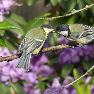 Great Tit