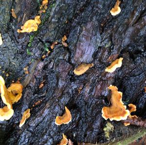 Red-belted Polypore