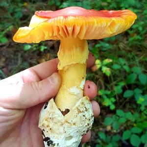 Unknown Species