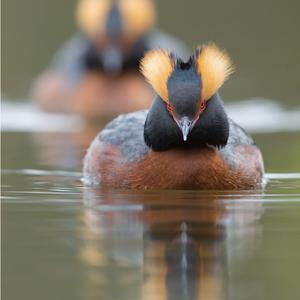 Horned Grebe