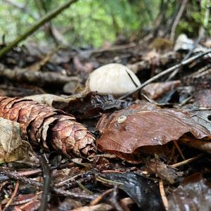 St George`s Mushroom