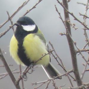 Great Tit