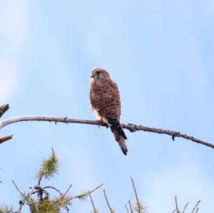 Common Kestrel