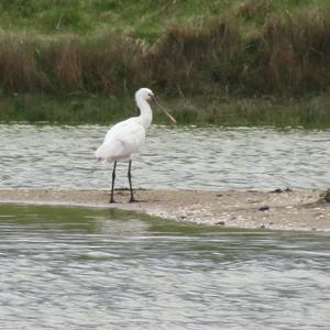 Eurasian Spoonbill