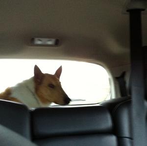 Unknown Breed