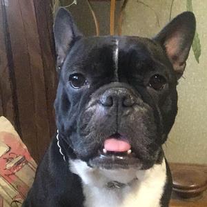 French Bulldog