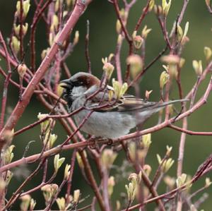 House Sparrow