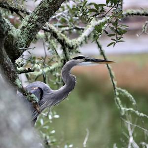 Great Blue Heron