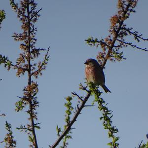 Eurasian Linnet