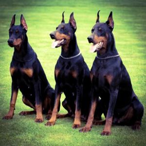 Dobermann