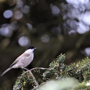 Marsh Tit