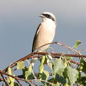 Red-backed Shrike