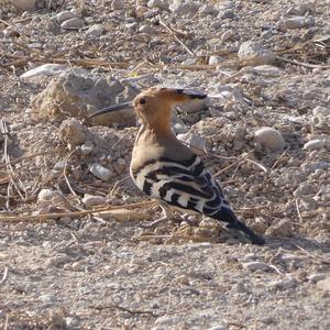 Eurasian Hoopoe