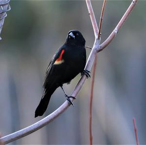 Red-winged Blackbird