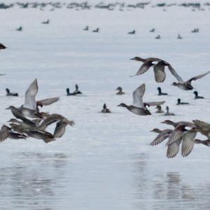 Gadwall