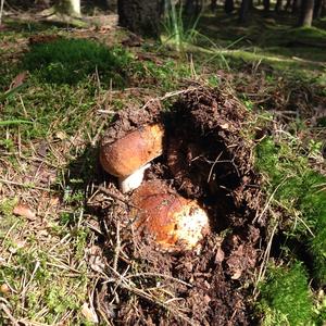 King Bolete