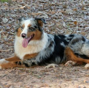 Australian Shepherd