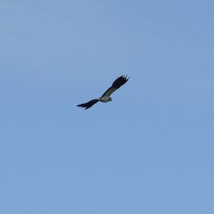 Northern Lapwing