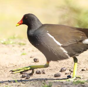 Common Moorhen