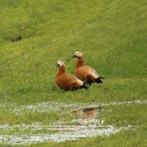 Ruddy Shelduck