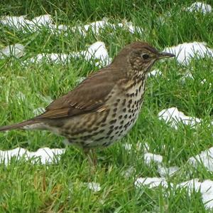 Song Thrush