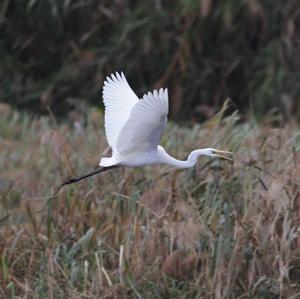 Great Egret