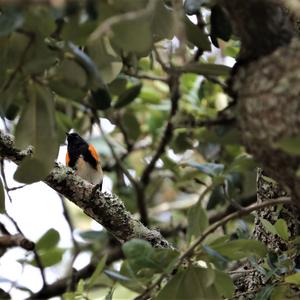 American Redstart