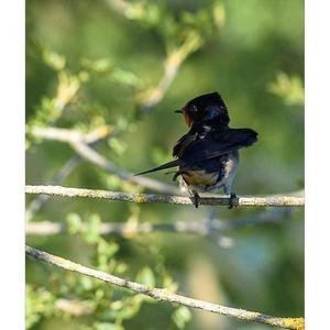 Barn Swallow