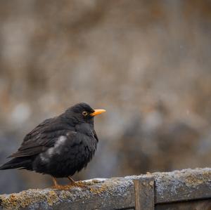 Eurasian Blackbird