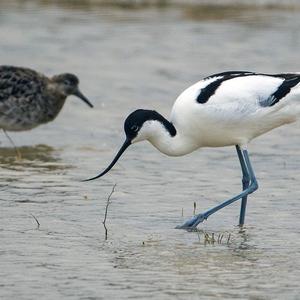 Pied Avocet