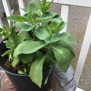 Unknown Species