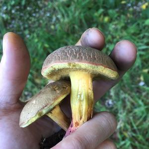 Red-cracked Bolete