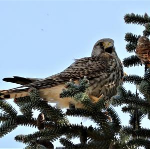 Common Kestrel