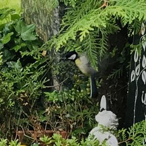 Great Tit