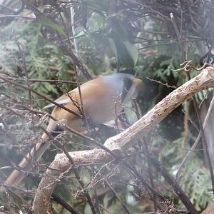 Bearded Parrotbill