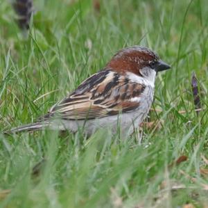 House Sparrow