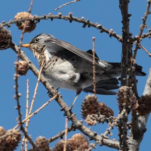 Fieldfare