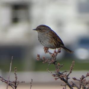 Hedge Accentor