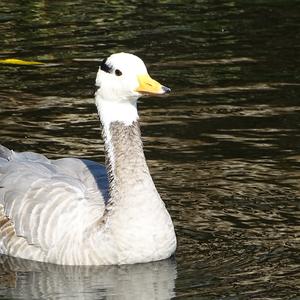 Bar-headed Goose