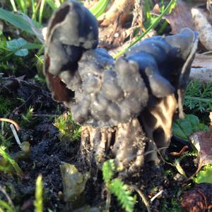 Fluted Black Helvella