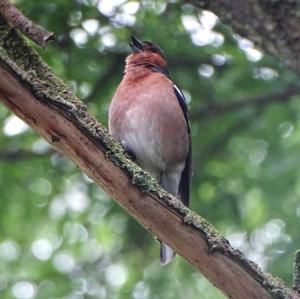 Eurasian Chaffinch