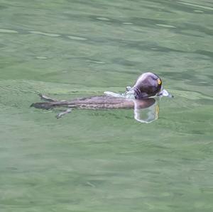 Tufted Duck