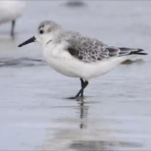 Sanderling